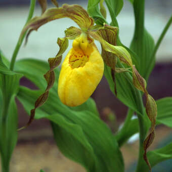 Cypripedium parviflorum pubescens