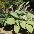 Hosta 'Empress Wu' - Funkie, Herzlilie