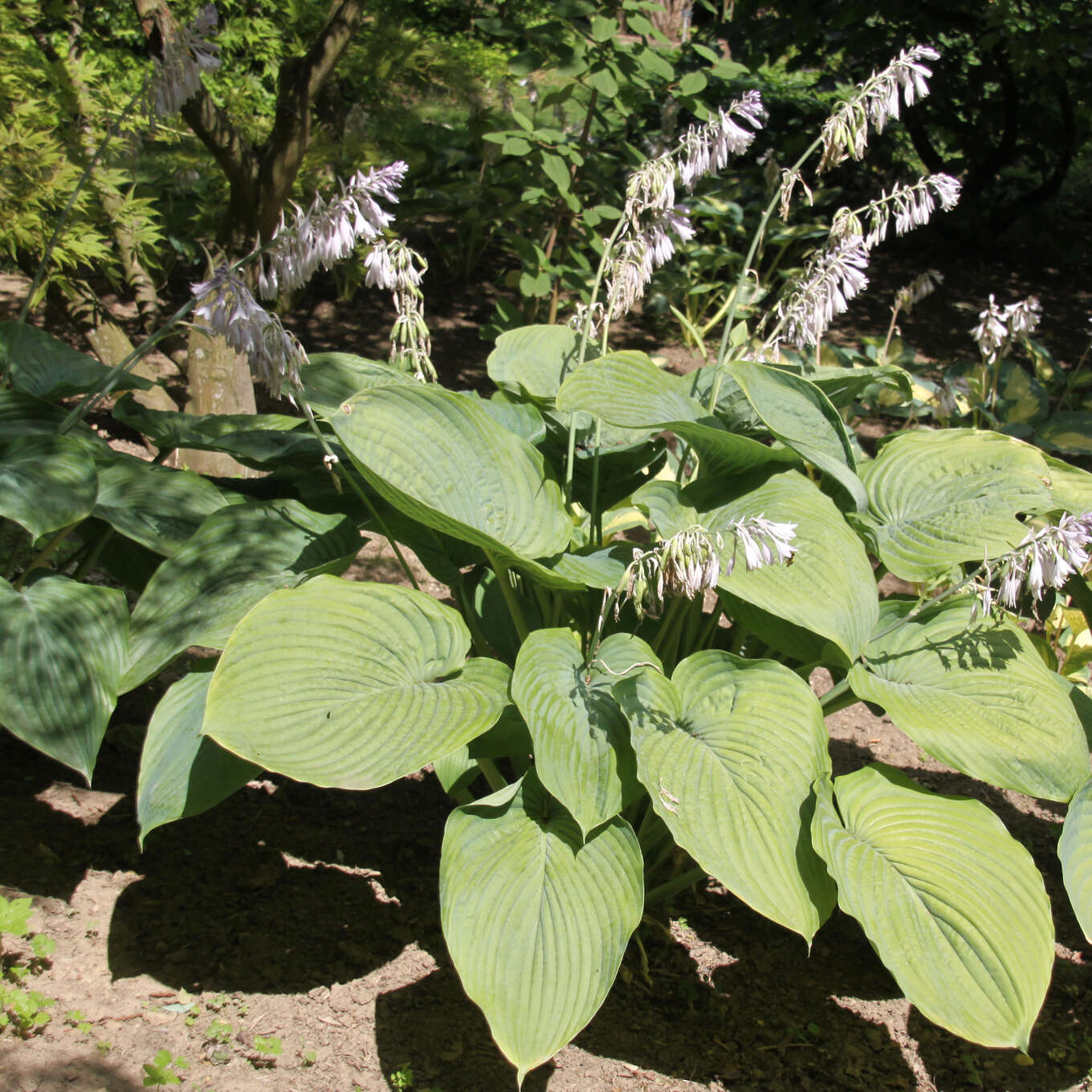 Funkie, Herzlilie Hosta 'Empress Wu' lila