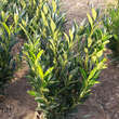 Prunus laurocerasus 'Renault Ace': Bild 1/4