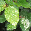 Fagus sylvatica 'Marmorstar': Bild 1/2