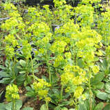 Euphorbia amygdaloides robbiae - Mandelblättrige Wolfsmilch