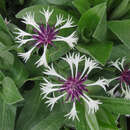 Centaurea montana 'Amethyst in Snow' - Berg-Flockenblume