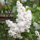 Syringa vulgaris 'Mme. Lemoine' - Edelflieder - gefülltblühend