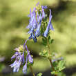 Corydalis flexuosa: Bild 3/3