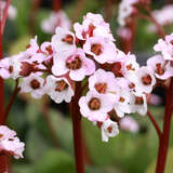 Bergenia 'Bressingham White' - Riesensteinbrech