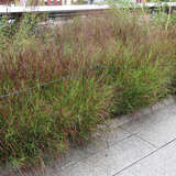 Panicum virgatum 'Rotstrahlbusch' - Kupferhirse