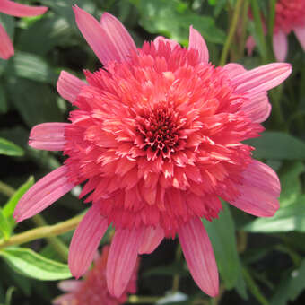 Echinacea purpurea 'Secret Passion'