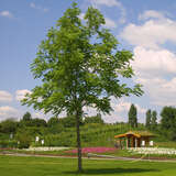 Pterocarya fraxinifolia - Kaukasische Flügelnuss