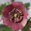 Helleborus or. 'Spring Mint': Bild 1/2