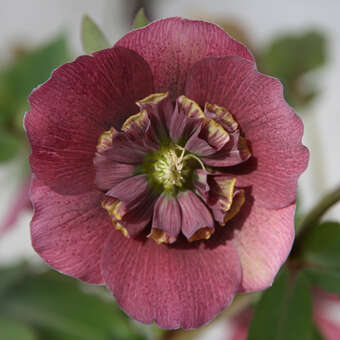 Helleborus or. 'Spring Mint'