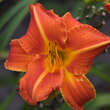 Hemerocallis 'Red Rum': Bild 1/1