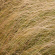 Eragrostis curvula: Bild 2/4