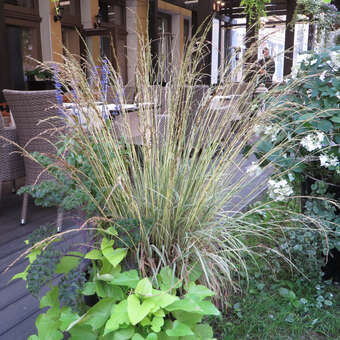 Molinia caerulea 'Variegata'