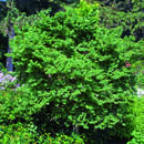 Ulmus minor 'Jacqueline Hillier' - Zwergulme