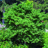 Ulmus minor 'Jacqueline Hillier' - Zwergulme