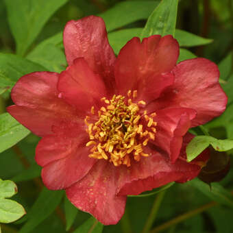 Paeonia delavayi