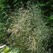 Deschampsia caesp. 'Bronzeschleier': Bild 2/2