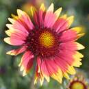 Gaillardia 'Kobold' - Kokardenblume