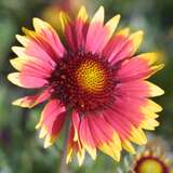 Gaillardia 'Kobold' - Kokardenblume