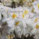 Hohe Gartenazalee - Azalea Großblumig - weiß