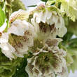 Helleborus or. 'Spring Dream': Bild 4/4