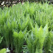 Matteuccia pensylvanica: Bild 1/8