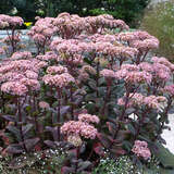 Sedum 'Matrona' - Mauerpfeffer, Fetthenne