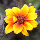 Heliopsis helianthoides 'Bleeding Hearts' - Sonnenauge