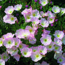 Oenothera speciosa 'Siskiyou' - Nachtkerze