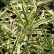 Chasmanthium latifol. 'River Mist': Bild 1/4