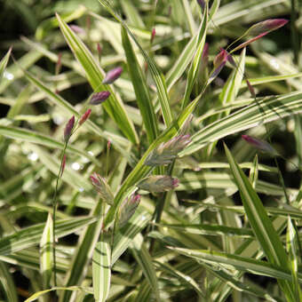 Chasmanthium latifol. 'River Mist'