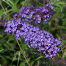 Buddleja davidii 'Nanho Blue' - Sommerflieder