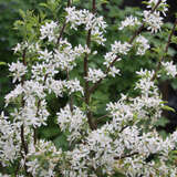 Malus toringo 'Brouwers Beauty' - Zierapfel