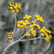 Helichrysum italicum: Bild 3/7