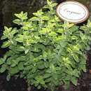 Origanum vulgare - Oregano