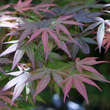 Acer palmatum 'Beni-ubi-gohon': Bild 1/3