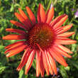 Echinacea purpurea 'Hot Lava': Bild 3/4