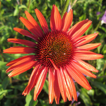Sonnenhut Echinacea purpurea 'Hot Lava' rot