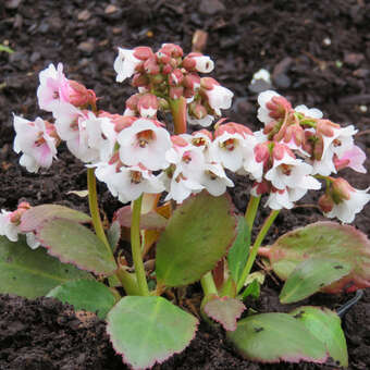Bergenia 'Angel Kiss'