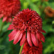 Echinacea purpurea 'Eccentric': Bild 3/3