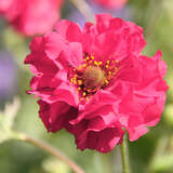 Geum 'Pink Petticoats' - Nelkenwurz