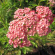 Achillea millefolium  'Apricot Delight': Bild 2/2