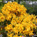 Hohe Gartenazalee - Azalea Großblumig - gelb