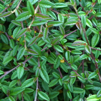 Cotoneaster salicif. 'Donauwelle'