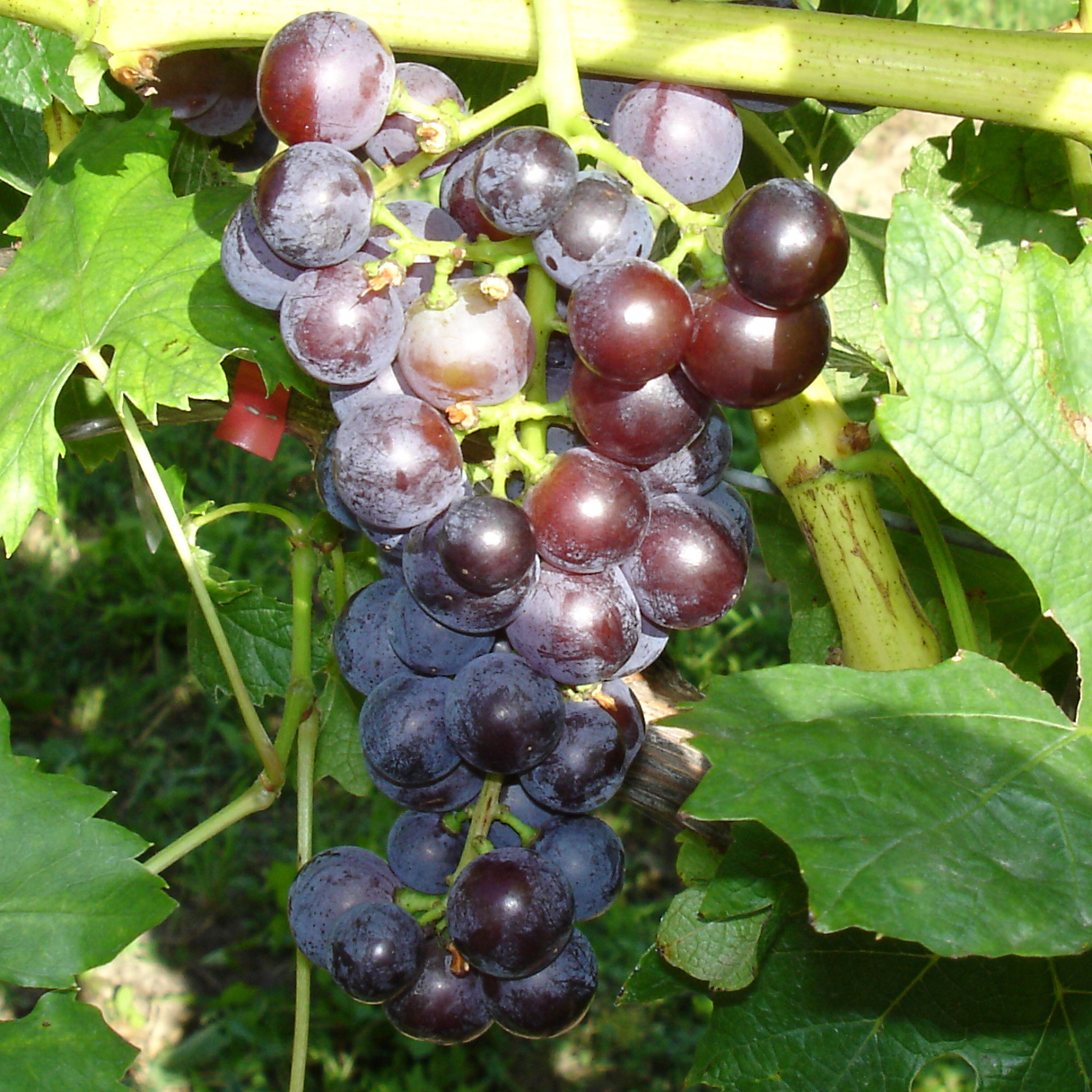 Weinrebe - Vitis vinif. 'Rosenmuskateller' - grün