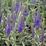 Veronica spicata incana - Ehrenpreis