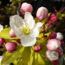 Malus 'Prof. Sprenger' - Zierapfel