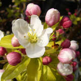 Malus 'Prof. Sprenger' - Zierapfel