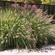 Pennisetum alopecuroides: Bild 1/8